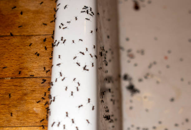 Best Affordable Pest Control Services  in Saegertown, PA