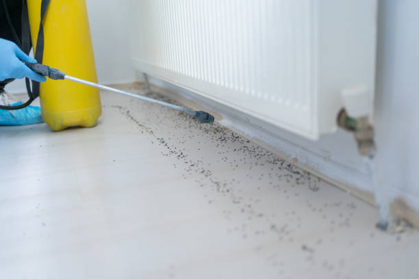 Best Rat Extermination Near Me  in Saegertown, PA